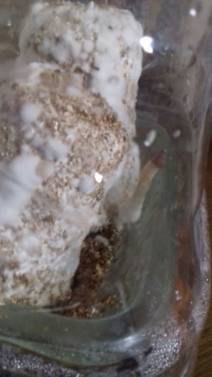 WhatsApp Image 2017-03-04 at 16.44.13.jpeg