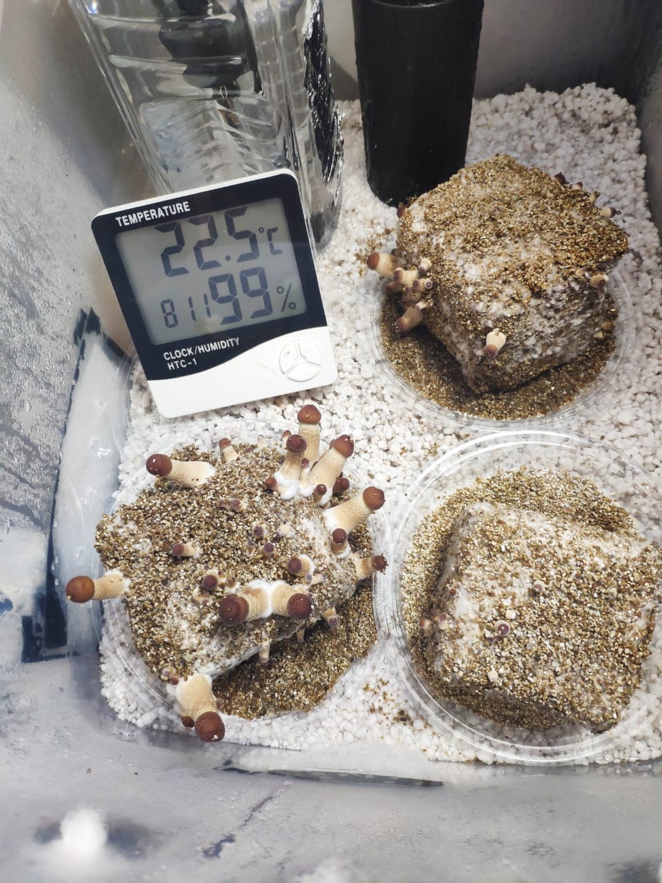 WhatsApp Image 2019-07-02 at 08.10.33.jpeg