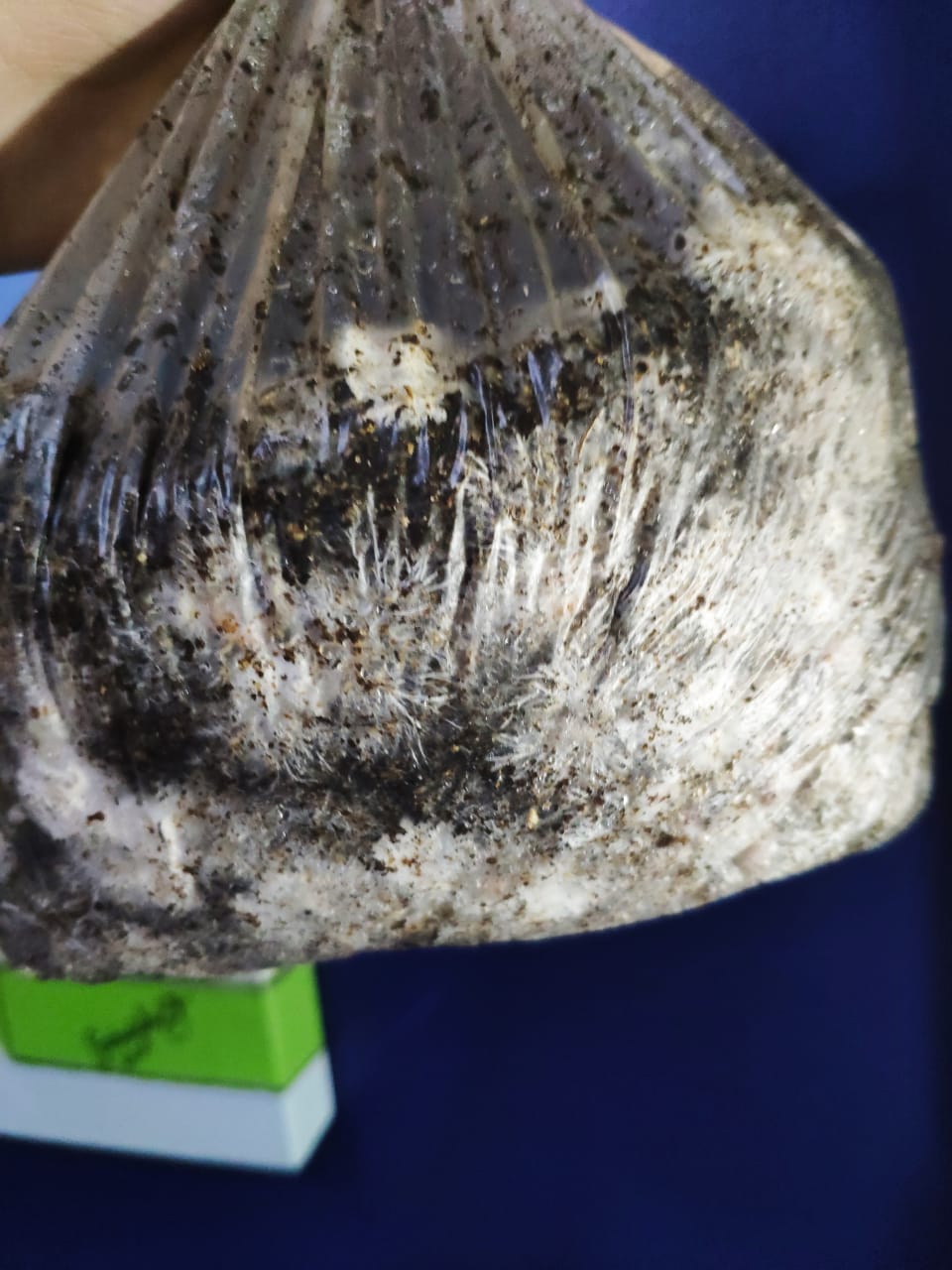 WhatsApp Image 2019-09-18 at 19.05.25.jpeg