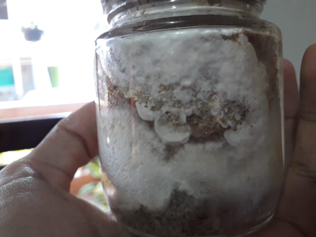 WhatsApp Image 2020-04-10 at 17.12.54.jpeg