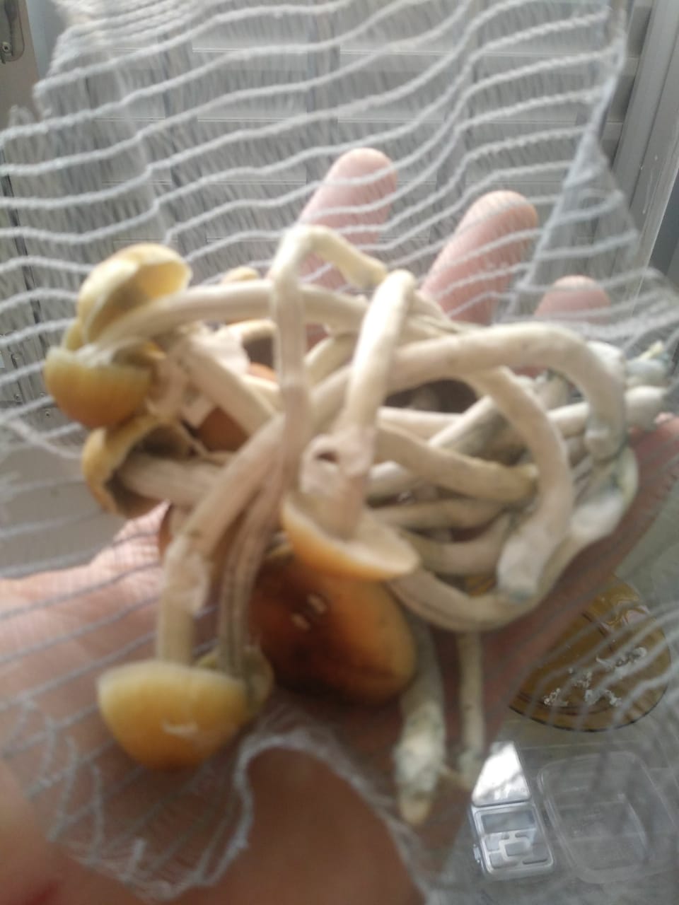 WhatsApp Image 2020-06-19 at 10.19.15.jpeg