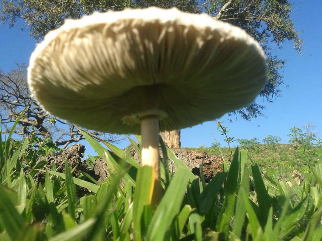 White Great Mushroom