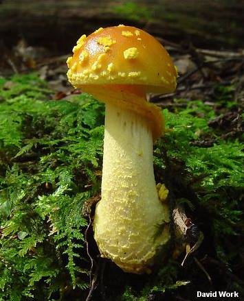 work_amanita_flavoconia_01.jpg