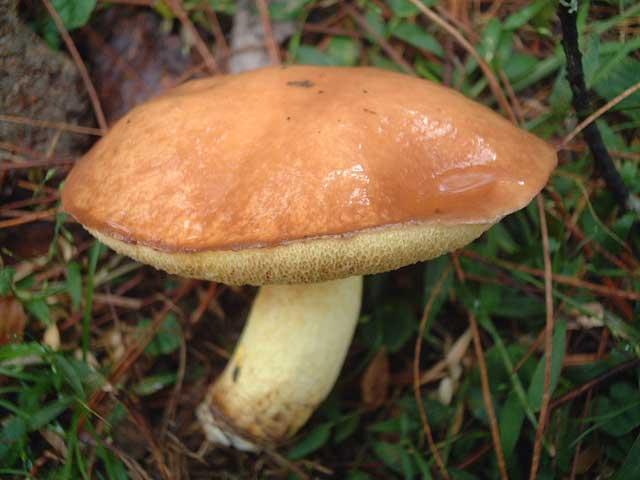 [www.blueswami.com] Boletus =Suillus luteus [623].jpg