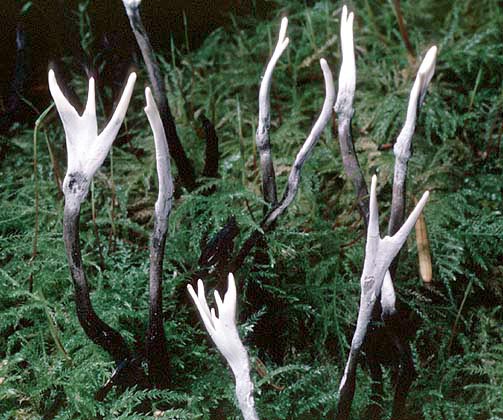 Xylaria_hypoxylon(tfl-s109-28).jpg