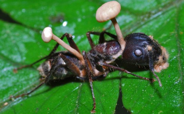 zombie ant fungus