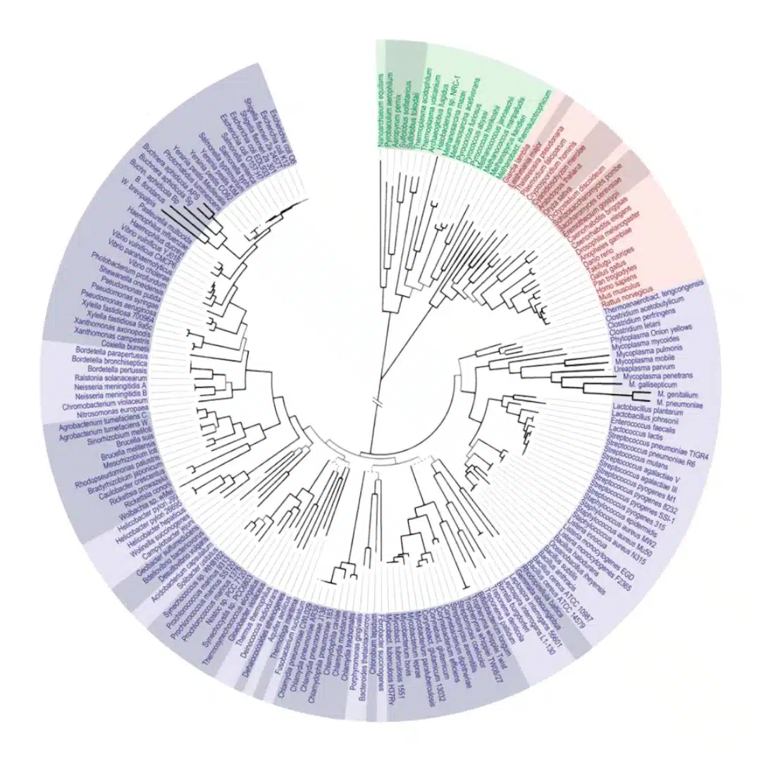 basidiumequilibrium.com