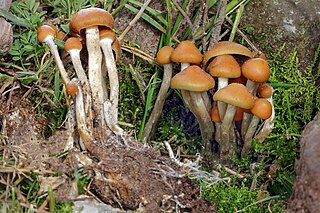 Espécie de fungo da família Hymenogastraceae, conhecida do Arizona, Colorado, México central, Índia e Costa Rica
